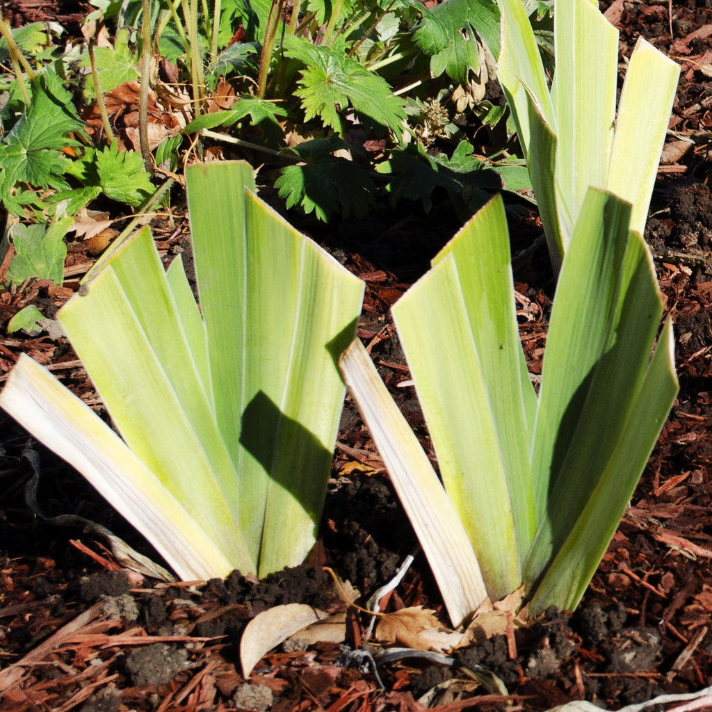 Senor Jinx Black Iris Potted Quart Pot