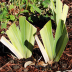 Senor Jinx Black Iris Potted Quart Pot