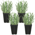 Lavender Provence Plants Potted Set of 4
