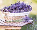Set of 3 Lavender Provence Plants in Quart Pots