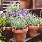 Lavender Provence Plants Potted Set of 4