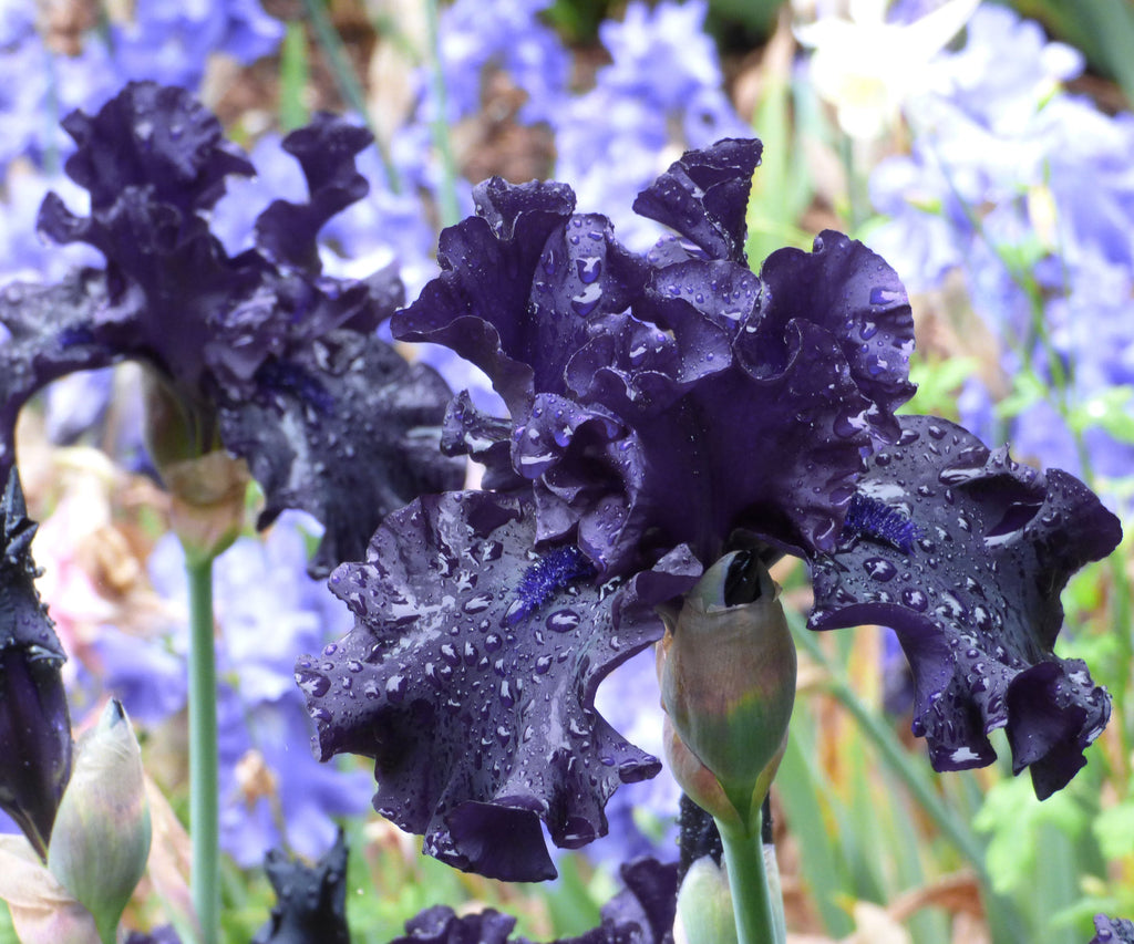 Raven Girl Black Iris Potted Quart Pot