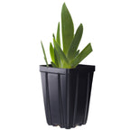 Raven Girl Black Iris Potted Quart Pot